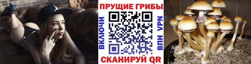 Галлюциногенные грибы мицелий  Реж 